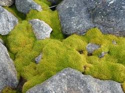 how does moss survive in the tundra